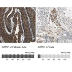 Anti-CAPN1 Antibody