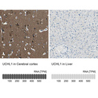 Anti-UCHL1 Antibody