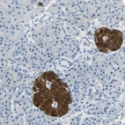 Immunohistochemical staining of human pancreas shows strong cytoplasmic positivity in islets of Langerhans.