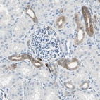 Anti-UCHL1 Antibody