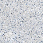 Anti-UCHL1 Antibody