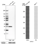 Western blot analysis in human cell lines U-251MG and MCF-7 using Anti-UCHL1 antibody. Corresponding UCHL1 RNA-seq data are presented for the same cell lines. Loading control: Anti-GAPDH.