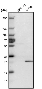 Western blot analysis in mouse cell line NIH-3T3 and rat cell line NBT-II.