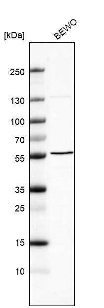 Anti-B3GNT2 Antibody