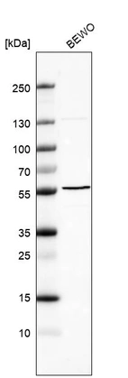 Anti-B3GNT2 Antibody