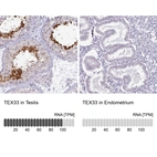Immunohistochemistry analysis in human testis and endometrium tissues using HPA005998 antibody. Corresponding TEX33 RNA-seq data are presented for the same tissues.