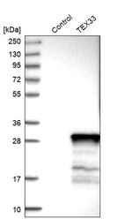 Western blot analysis in control (vector only transfected HEK293T lysate) and TEX33 over-expression lysate (Co-expressed with a C-terminal myc-DDK tag (~3.1 kDa) in mammalian HEK293T cells, LY405921).