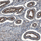 Immunohistochemical staining of human endometrium shows strong cytoplasmic - membranous positivity in glandular cells.
