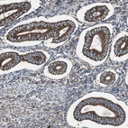 Immunohistochemical staining of human endometrium shows strong cytoplasmic - membranous positivity in glandular cells.