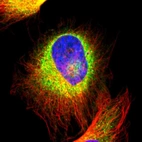 Immunofluorescent staining of human cell line U-251 MG shows localization to endoplasmic reticulum.