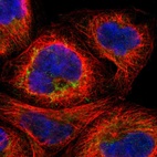 Immunofluorescent staining of human cell line A-431 shows localization to mitochondria.