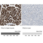 Anti-FHL2 Antibody