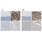 Immunohistochemical staining of human cerebellum, heart muscle, liver and skeletal muscle using Anti-FHL2 antibody HPA006028 (A) shows similar protein distribution across tissues to independent antibody HPA005922 (B).