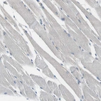 Immunohistochemical staining of human skeletal muscle shows low positivity in myocytes as expected.