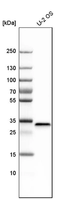 Western blot analysis in human cell line U-2 OS.