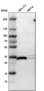 Western blot analysis in mouse cell line NIH-3T3 and rat cell line NBT-II.