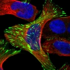 Immunofluorescent staining of human cell line U-2 OS shows localization to actin filaments & focal adhesion sites.