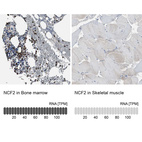 Anti-NCF2 Antibody