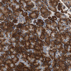 Anti-RPL35 Antibody