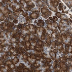 Anti-RPL35 Antibody