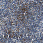 Immunohistochemical staining of human lymphoid tissues shows strong cytoplasmic/cytoplasmic-membranous positivity in non-germinal center cells.