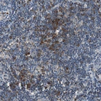 Immunohistochemical staining of human lymphoid tissues shows strong cytoplasmic/cytoplasmic-membranous positivity in non-germinal center cells.