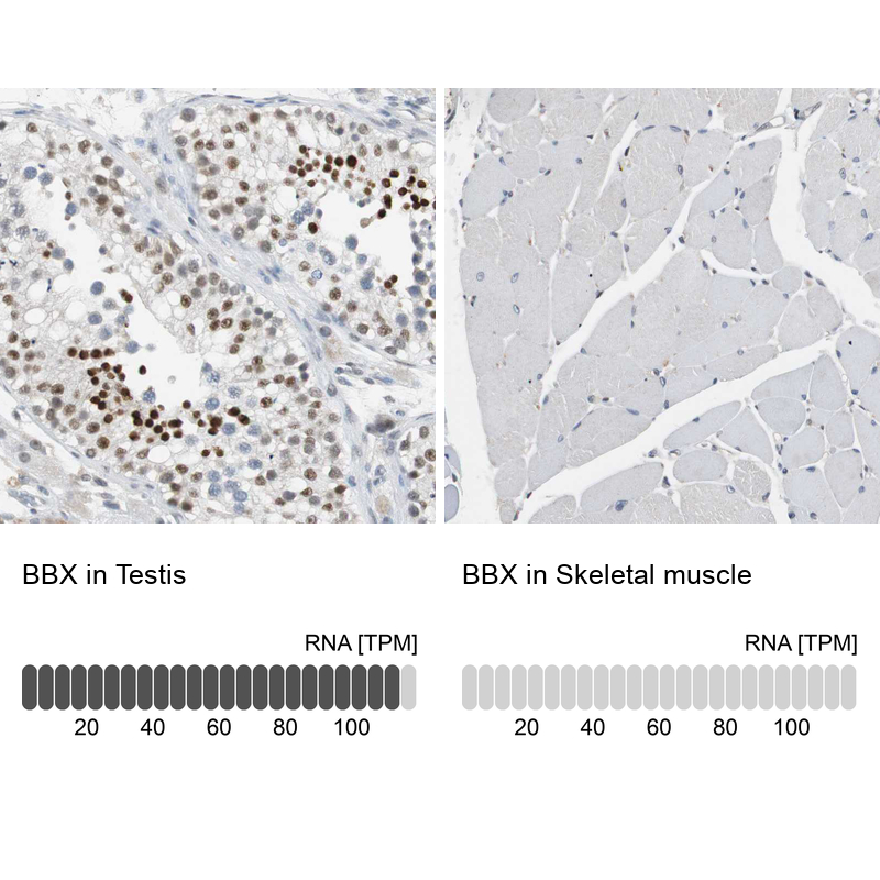 Anti-BBX Antibody