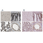 Anti-ELF2 Antibody