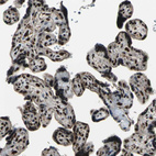 Immunohistochemical staining of human placenta shows strong nuclear positivity in trophoblastic cells.