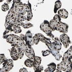Immunohistochemical staining of human placenta shows strong nuclear positivity in trophoblastic cells.