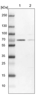 Lane 1: NIH-3T3 cell lysate (Mouse embryonic fibroblast cells)_br/_Lane 2: NBT-II cell lysate (Rat Wistar bladder tumour cells)