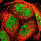 Immunofluorescent staining of human cell line U-2 OS shows localization to nucleoplasm, nuclear bodies & cytosol.