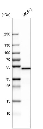 Anti-PSMC3 Antibody