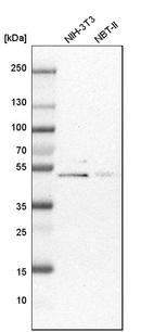 Western blot analysis in mouse cell line NIH-3T3 and rat cell line NBT-II.