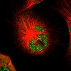 Immunofluorescent staining of human cell line U-251 MG shows localization to nuclear bodies & cytosol.