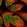 Anti-MTMR10 Antibody