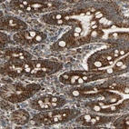 Immunohistochemical staining of human small intestine shows strong granular cytoplasmic positivity in glandular cells.
