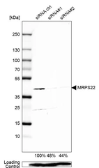Western blot analysis in Caco-2 cells transfected with control siRNA, target specific siRNA probe #1 and #2, using Anti-MRPS22 antibody. Remaining relative intensity is presented. Loading control: Anti-PPIB.