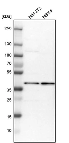 Western blot analysis in mouse cell line NIH-3T3 and rat cell line NBT-II.