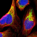 Immunofluorescent staining of human cell line U-2 OS shows localization to mitochondria.