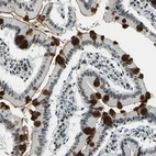 Immunohistochemical staining of human small intestine shows positivity in glandular cells.