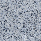 Immunohistochemical staining of human pancreas shows very weak nuclear positivity in exocrine glandular cells.
