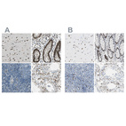 Anti-NFIA Antibody