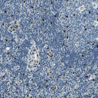 Immunohistochemical staining of human lymph node shows strong nuclear positivity in non-germinal center cells.