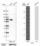 Western blot analysis in human cell lines HeLa and Caco-2 using Anti-NFIA antibody. Corresponding NFIA RNA-seq data are presented for the same cell lines. Loading control: Anti-GAPDH.