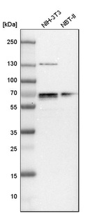 Anti-NFIA Antibody