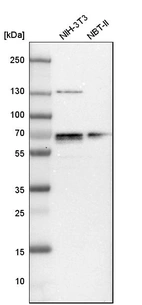 Western blot analysis in mouse cell line NIH-3T3 and rat cell line NBT-II.