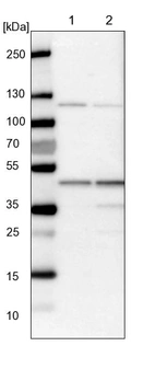 Lane 1: NIH-3T3 cell lysate (Mouse embryonic fibroblast cells)_br/_Lane 2: NBT-II cell lysate (Rat Wistar bladder tumour cells)