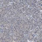 Anti-SCIMP Antibody