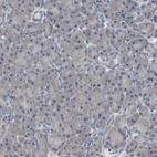 Immunohistochemical staining of human pancreas shows low expression as expected.